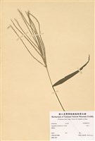 藏品(千金子)的圖片